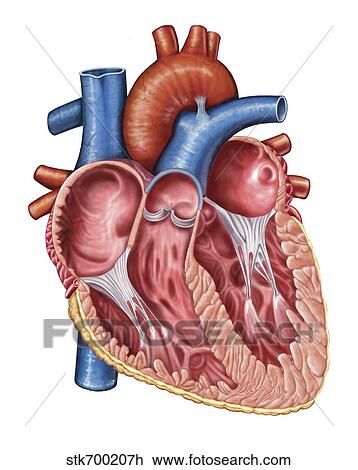 Interior Of Human Heart Drawing Stk700207h Fotosearch