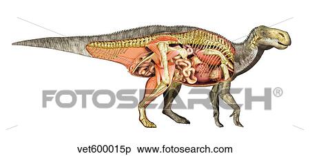 Internal anatomy of an Iguanodon dinosaur. View Large Illustration Stock Illustration - Internal anatomy of an Iguanodon dinosaur.. Fotosearch