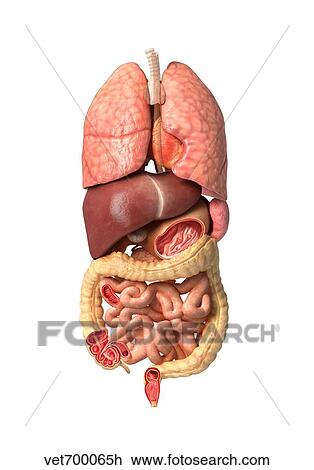 Internal organs of the respiratory and digestive system. View Large Illustration Drawing - Internal organs of the respiratory and digestive system.. Fotosearch