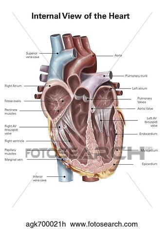 Internal view of the human heart. View Large Illustration Drawing - Internal view of the human heart.. Fotosearch