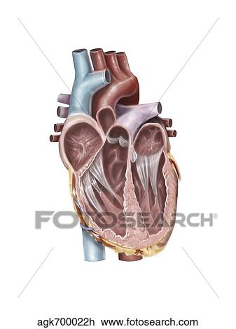 Internal view of the human heart. View Large Illustration Drawing - Internal view of the human heart.. Fotosearch