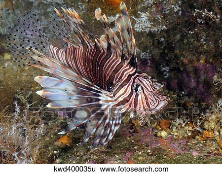 Invasive Indo-Pacific lionfish on wreck in North Carolina. View Large Photo Image Stock Photograph - Invasive Indo-Pacific lionfish on wreck in North Carolina.. Fotosearch