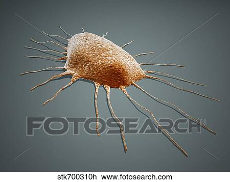 Drawing - Isolated cancer cell Macrophage.. Fotosearch