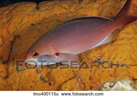 Isopod feeding on a Creolefish. View Large Photo Image Stock Photograph - Isopod feeding on a Creolefish.. Fotosearch