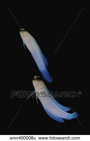Jawfish, Robert's Wall, Grand Cayman. View Large Photo Image Stock Photograph - Jawfish, Robert's Wall, Grand Cayman.. Fotosearch