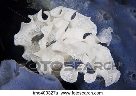 Jorunna funebris nudibranch eggs, Papua New Guinea. View Large Photo Image Stock Photograph - Jorunna funebris nudibranch eggs, Papua New Guinea.. Fotosearch