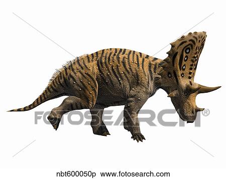 Judiceratops tigris, Late Cretaceous of Montana, USA. View Large Illustration Stock Illustration - Judiceratops tigris, Late Cretaceous of Montana, USA.. Fotosearch