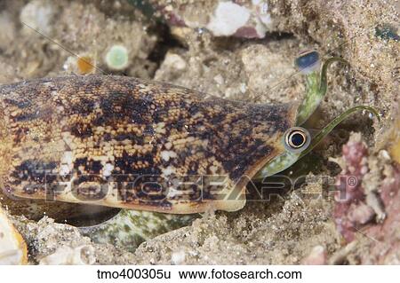 Juvenile conch feeding at night, Papua New Guinea. View Large Photo Image Stock Photograph - Juvenile conch feeding at night, Papua New Guinea.. Fotosearch