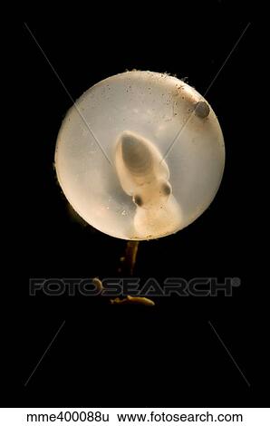 Juvenile cuttlefish in egg,, North Sulawesi, Indonesia. View Large Photo Image Stock Photograph - Juvenile cuttlefish in egg,, North Sulawesi, Indonesia.. Fotosearch