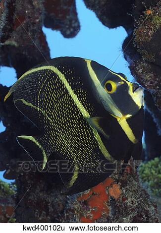 Stock Photograph - Juvenile French Angelfish in the Caribbean.. Fotosearch