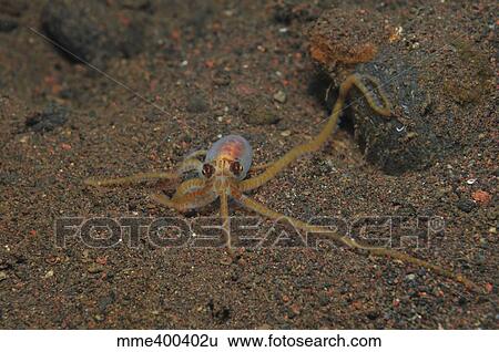 Stock Photograph - Juvenile mimic octopus, Bali, Indonesia.. Fotosearch