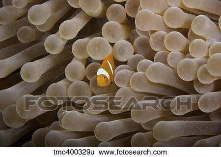 Juvenile Ocellaris clownfish in its host anemone, Papua New Guinea. View Large Photo Image Stock Photograph - Juvenile Ocellaris clownfish in its host anemone, Papua New Guinea.. Fotosearch
