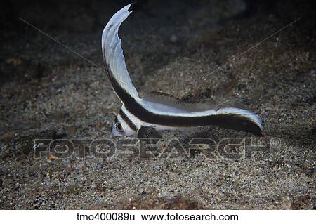 Stock Photograph - Juvenile Spotted Drum hovers over the sandy ocean bottom.. Fotosearch
