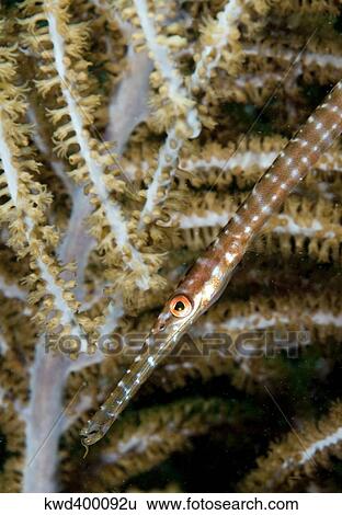Juvenile Trumpetfish on soft coral in Caribbean Sea. View Large Photo Image Stock Photograph - Juvenile Trumpetfish on soft coral in Caribbean Sea.. Fotosearch