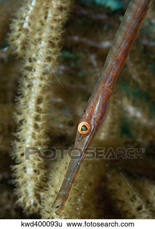Stock Photograph - Juvenile Trumpetfish on soft coral in Caribbean Sea.. Fotosearch