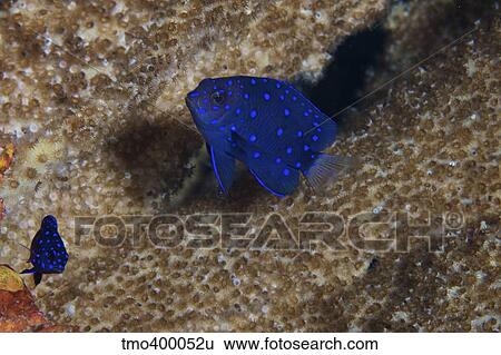 Juvenille Damselfish use a large sponge for cover. View Large Photo Image Stock Photograph - Juvenille Damselfish use a large sponge for cover.. Fotosearch