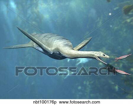 Stock Illustration - Kaiwhekea plesiosaur feeding on a pair of squid-like cephalopods.. Fotosearch