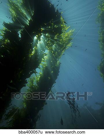 Kelp forest with school of fish. View Large Photo Image Stock Photograph - Kelp forest with school of fish.. Fotosearch