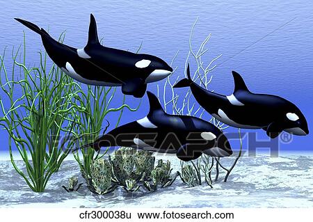 Killer whales hunt together in the beautiful clear ocean. View Large Illustration Stock Illustration - Killer whales hunt together in the beautiful clear ocean.. Fotosearch