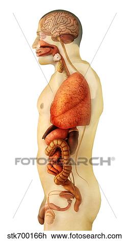 Koerperbau Von Menschlicher Korper Ausstellung Ganz Organe Seite Ansicht Zeichnung Stkh Fotosearch