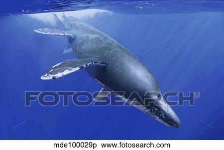 Kronosaurus queenslandicus dives into the ocean depths. View Large Illustration Stock Illustration - Kronosaurus queenslandicus dives into the ocean depths.. Fotosearch