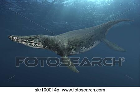 Kronosaurus queenslandicus swimming in prehistoric waters. View Large Illustration Stock Illustration - Kronosaurus queenslandicus swimming in prehistoric waters.. Fotosearch