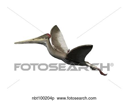 Kryptodrakon is a pterosaur from the Late Jurassic period. View Large Illustration Stock Illustration - Kryptodrakon is a pterosaur from the Late Jurassic period.. Fotosearch