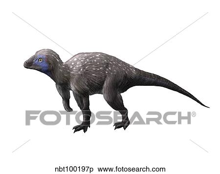 Kulindadromeus is a neornithischian from the Jurassic period. View Large Illustration Stock Illustration - Kulindadromeus is a neornithischian from the Jurassic period.. Fotosearch
