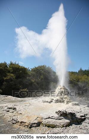 Stock Photograph - Lady Knox Geyser, Wai-O-Tapu Geothermal area, Taupo Volcanic Zone, New Zealand.. Fotosearch