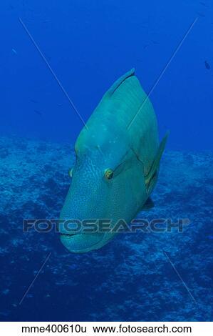 Stock Photograph - Large Napoleon wrasse in blue water, Palau, Micronesia.. Fotosearch
