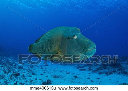 Large Napoleon wrasse in blue water, Palau, Micronesia. View Large Photo Image Stock Photograph - Large Napoleon wrasse in blue water, Palau, Micronesia.. Fotosearch
