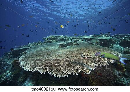Large plate coral or Acropora pulchra, Fiji. View Large Photo Image Stock Photograph - Large plate coral or Acropora pulchra, Fiji.. Fotosearch