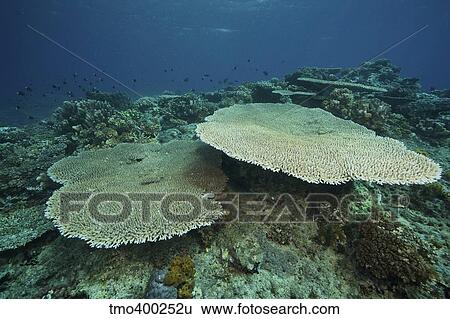 Large plate coral or Acropora pulchra, Fiji. View Large Photo Image Stock Photograph - Large plate coral or Acropora pulchra, Fiji.. Fotosearch