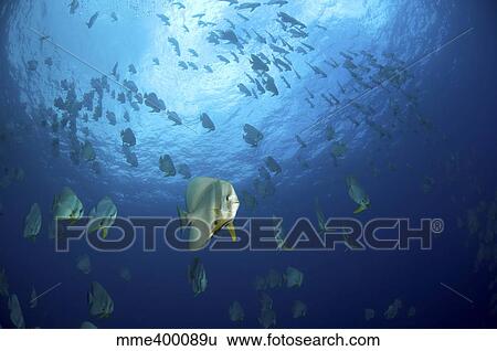 Large school of batfish, Christmas Island, Australia. View Large Photo Image Stock Photograph - Large school of batfish, Christmas Island, Australia.. Fotosearch