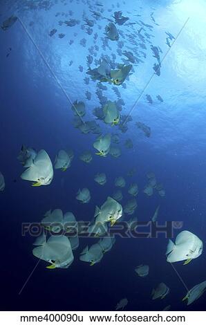 Large school of batfish, Christmas Island, Australia. View Large Photo Image Stock Photograph - Large school of batfish, Christmas Island, Australia.. Fotosearch
