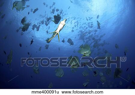 Stock Photograph - Large school of batfish, Christmas Island, Australia.. Fotosearch
