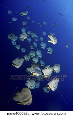 Large school of batfish, Christmas Island, Australia. View Large Photo Image Stock Photograph - Large school of batfish, Christmas Island, Australia.. Fotosearch