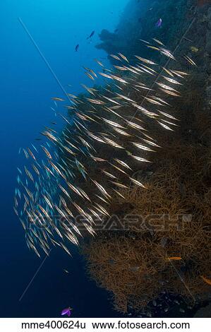 Large school of razorfish swimming over black coral bush View Large Photo Image Stock Photograph - Large school of razorfish swimming over black coral bush. Fotosearch