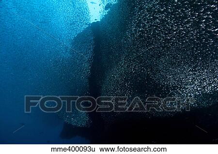 Stock Photograph - Large school of thousands of sweeper glass fish, Maldives.. Fotosearch
