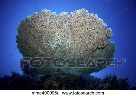 Large staghorn coral, Christmas Island, Australia. View Large Photo Image Stock Photograph - Large staghorn coral, Christmas Island, Australia.. Fotosearch
