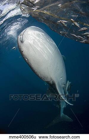 Stock Photograph - Large whale shark coming up to siphon water from the surface.. Fotosearch