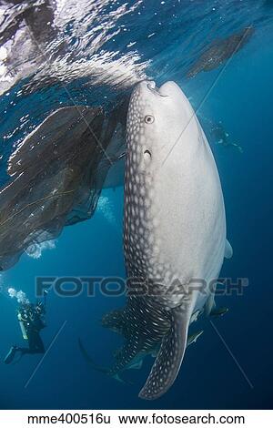 Large whale shark coming up to siphon water from the surface. View Large Photo Image Stock Photograph - Large whale shark coming up to siphon water from the surface.. Fotosearch
