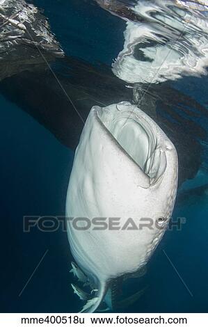 Large whale shark coming up to siphon water from fishing nets. View Large Photo Image Stock Photograph - Large whale shark coming up to siphon water from fishing nets.. Fotosearch