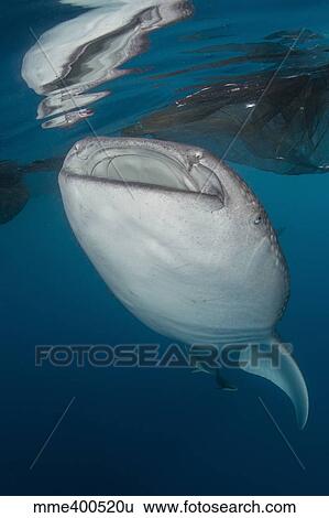 Stock Photograph - Large whale shark coming up to siphon water from fishing nets.. Fotosearch