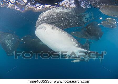 Stock Photograph - Large whale shark coming up to siphon water from fishing nets.. Fotosearch