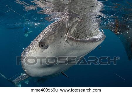 Large whale shark coming up to siphon water from fishing nets. View Large Photo Image Stock Photograph - Large whale shark coming up to siphon water from fishing nets.. Fotosearch