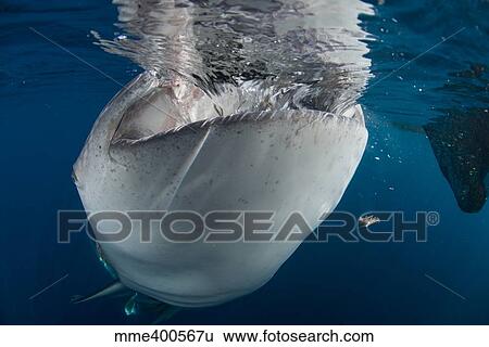Large whale shark coming up to siphon water from fishing nets. View Large Photo Image Stock Photograph - Large whale shark coming up to siphon water from fishing nets.. Fotosearch