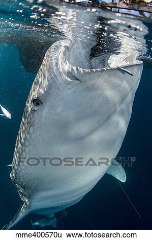 Stock Photograph - Large whale shark coming up to siphon water from fishing nets.. Fotosearch