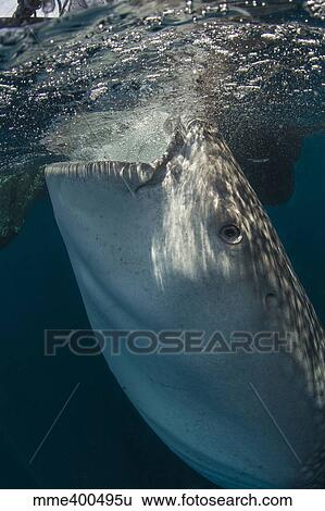 Large whale shark siphoning water from the surface, West Papua, Indonesia. View Large Photo Image Stock Photograph - Large whale shark siphoning water from the surface, West Papua, Indonesia.. Fotosearch