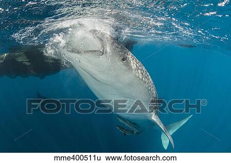 Large whale shark siphoning water from the surface. View Large Photo Image Stock Photograph - Large whale shark siphoning water from the surface.. Fotosearch